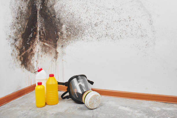 Best Toxic Mold Removal  in East Point, GA